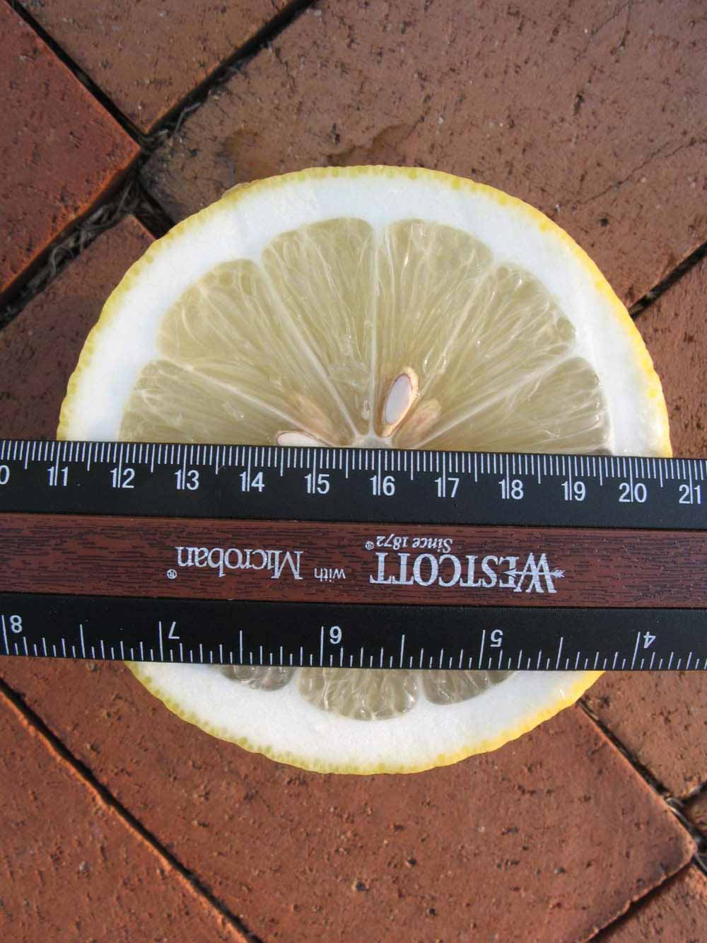            Fruit cross-section (Winter Haven, FL)   
